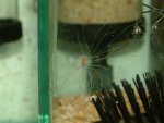 spaghetti-worm.jpg
