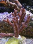 acropora prostrata.jpg