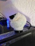 ImageUploadedByTapatalk 21367771876.837405.jpg