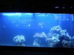 aquarium1.jpg