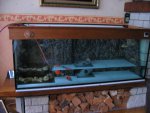 nieuw aquarium 021.jpg