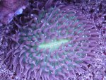 006 - kopie (2) [].JPG