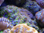 IMG_2095.jpg