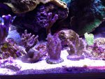 acro_18.11.13.jpg