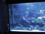 nieuw aquarium 039.jpg