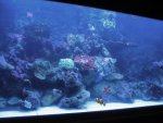 nieuw aquarium 040.jpg