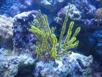 nieuw aquarium 049.jpg