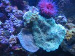 nieuw aquarium 059.jpg