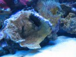 nieuw aquarium 063.jpg
