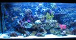 nieuw aquarium 067.jpg