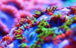 colors.jpg