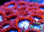 redsea.jpg