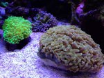 euphyllia17.12.13.jpg