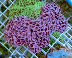 13586-Euphyllia-aussi-rose-129-1.jpg