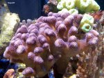 coraljan.jpg