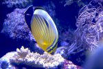 _DSC0090.jpg