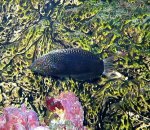 nieuw aquarium 081.jpg