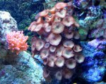 nieuw aquarium 2 007.jpg