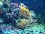 nieuw aquarium 2 026.jpg