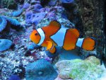nieuw aquarium 2 016.jpg
