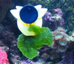 nieuw aquarium 2 005.jpg