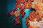 Carnation Coral small 1.jpg
