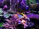 declivis12.4.14b.jpg