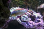 Halichoeres Melanurus.jpg