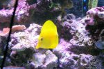Zebrasoma Flavescens.jpg