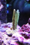 Acropora Formosa (green).jpg