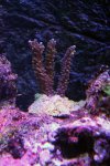 Acropora sp (brown-blue).jpg
