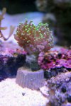 Euphyllia paradivisa (green).jpg