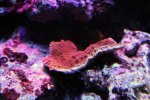 Montipora Capricornis (rood).jpg