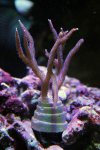 Seriatopora Hystrix (rose).jpg