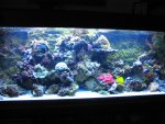 nieuw aquarium 2 041.jpg