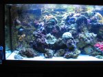 nieuw aquarium 2 043.jpg
