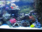nieuw aquarium 2 044.jpg