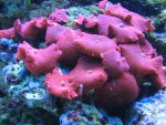 nieuw aquarium 2 053.jpg