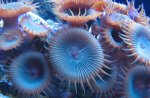 nieuw aquarium 2 051.jpg