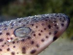 P1010074-2.jpg