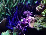 acrhelia_gonio30.8.14.jpg