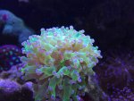 ImageUploadedByTapatalk1417210635.726812.jpg