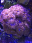 ImageUploadedByTapatalk1419595852.290438.jpg
