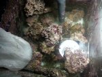 sump ready.jpg sump ready.jpg