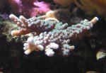 Acropora Cees.jpg