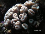 Caulastrea furgata.jpg