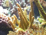 Acropora lichtgroen.jpg