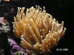 Euphyllia glabrescens.jpg