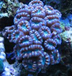 Nieuw aquarium 017.jpg