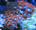 Nieuw aquarium 014.jpg